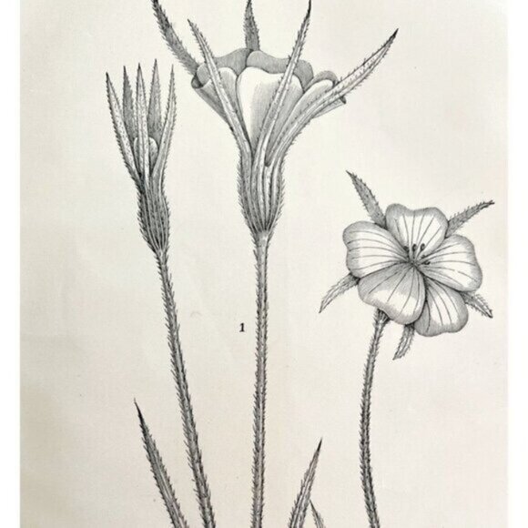 Lychnis Drawing Victorian 1887 Art Print Agriculture DWT9C - Picture 1 of 2